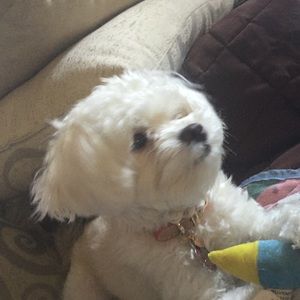 Meet your Posher, Hanzel